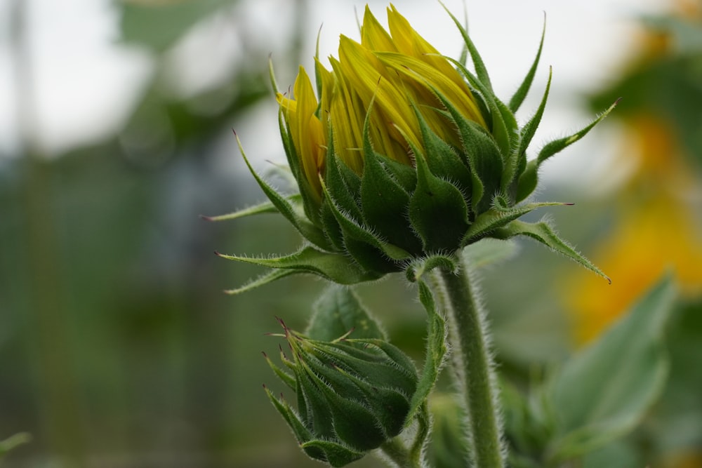 yellow flower in tilt shift lens