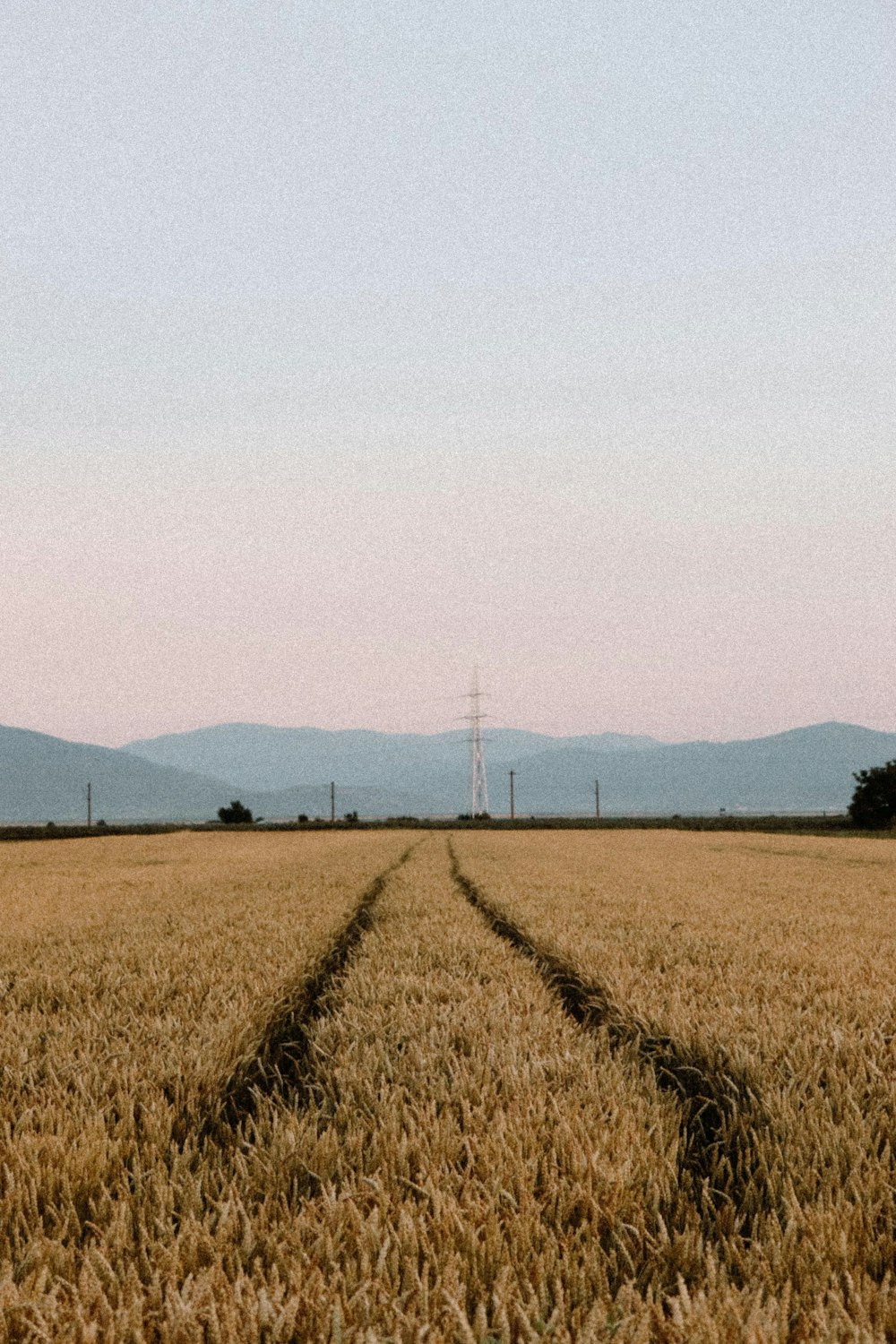 brown grass field under white sky during daytime