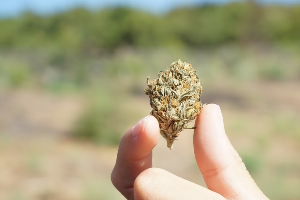 person holding brown and green plant