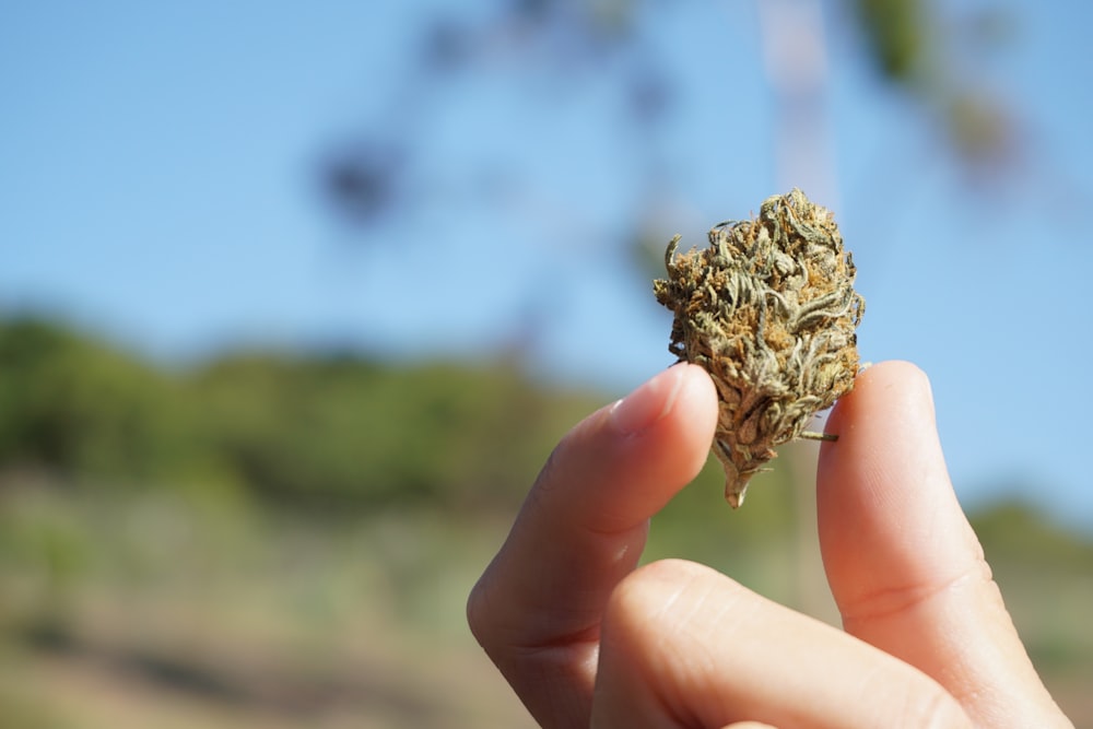 person holding brown and green plant