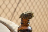 A dried cannabis bud is placed on top of an amber glass bottle, set against a blurred background of a chain-link fence.