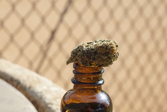A dried cannabis bud is placed on top of an amber glass bottle, set against a blurred background of a chain-link fence.