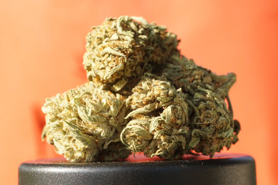Close-up view of three marijuana plant buds with light brown and darker centers together
