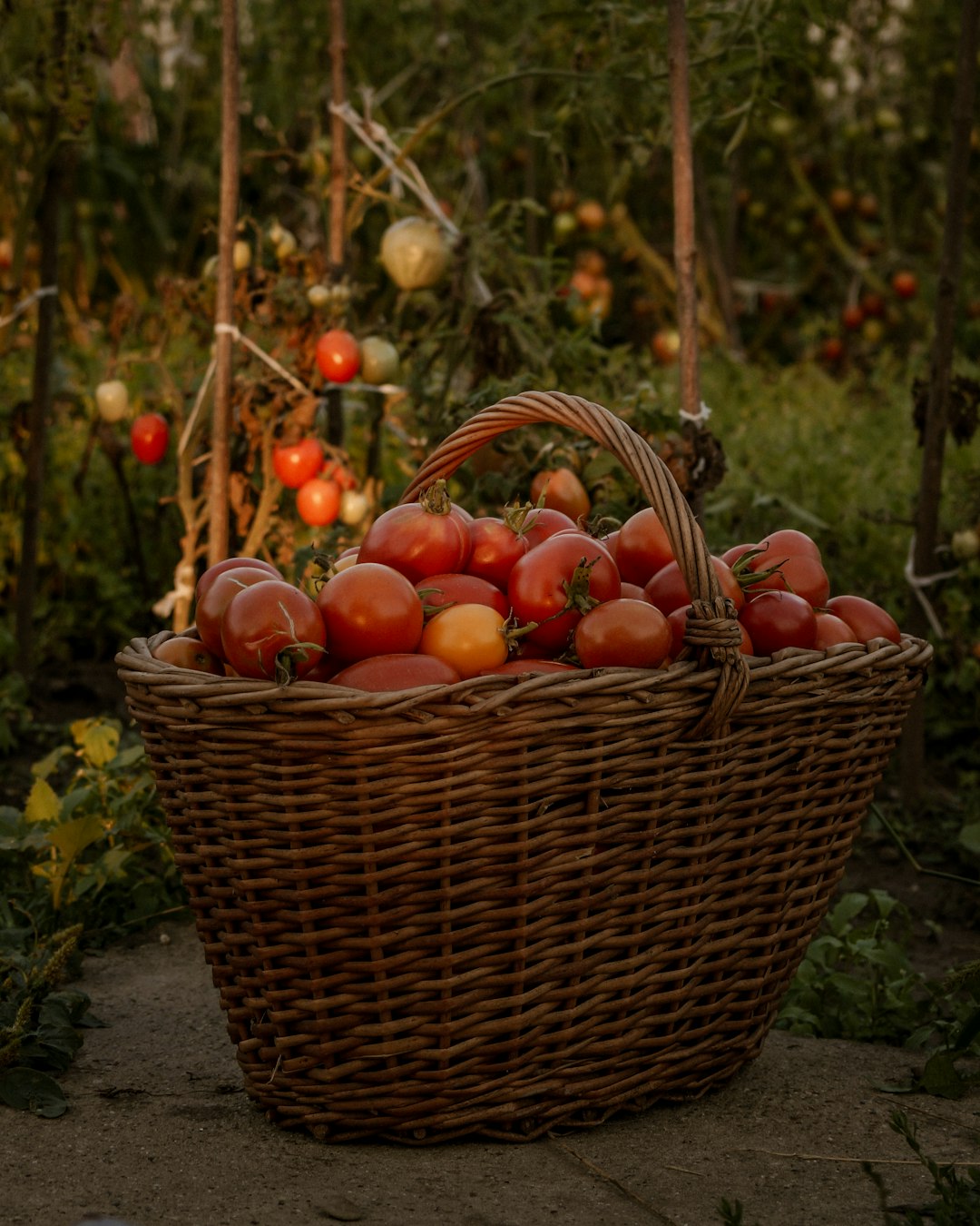 red and yellow round fruits in brown woven basket