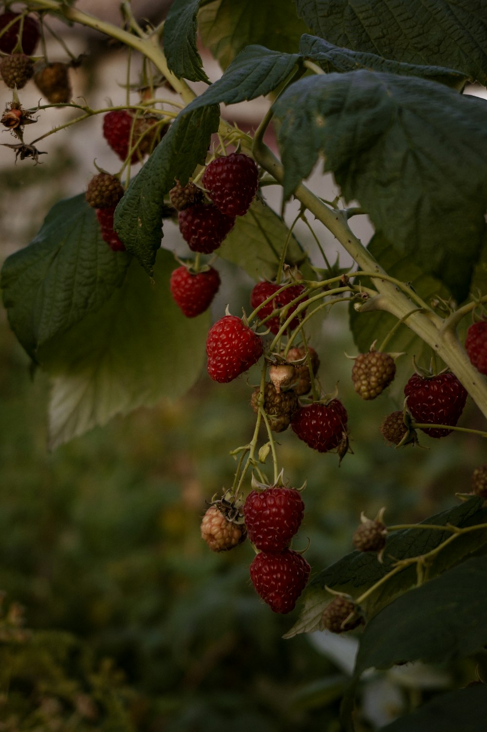 red round fruits on green leaves