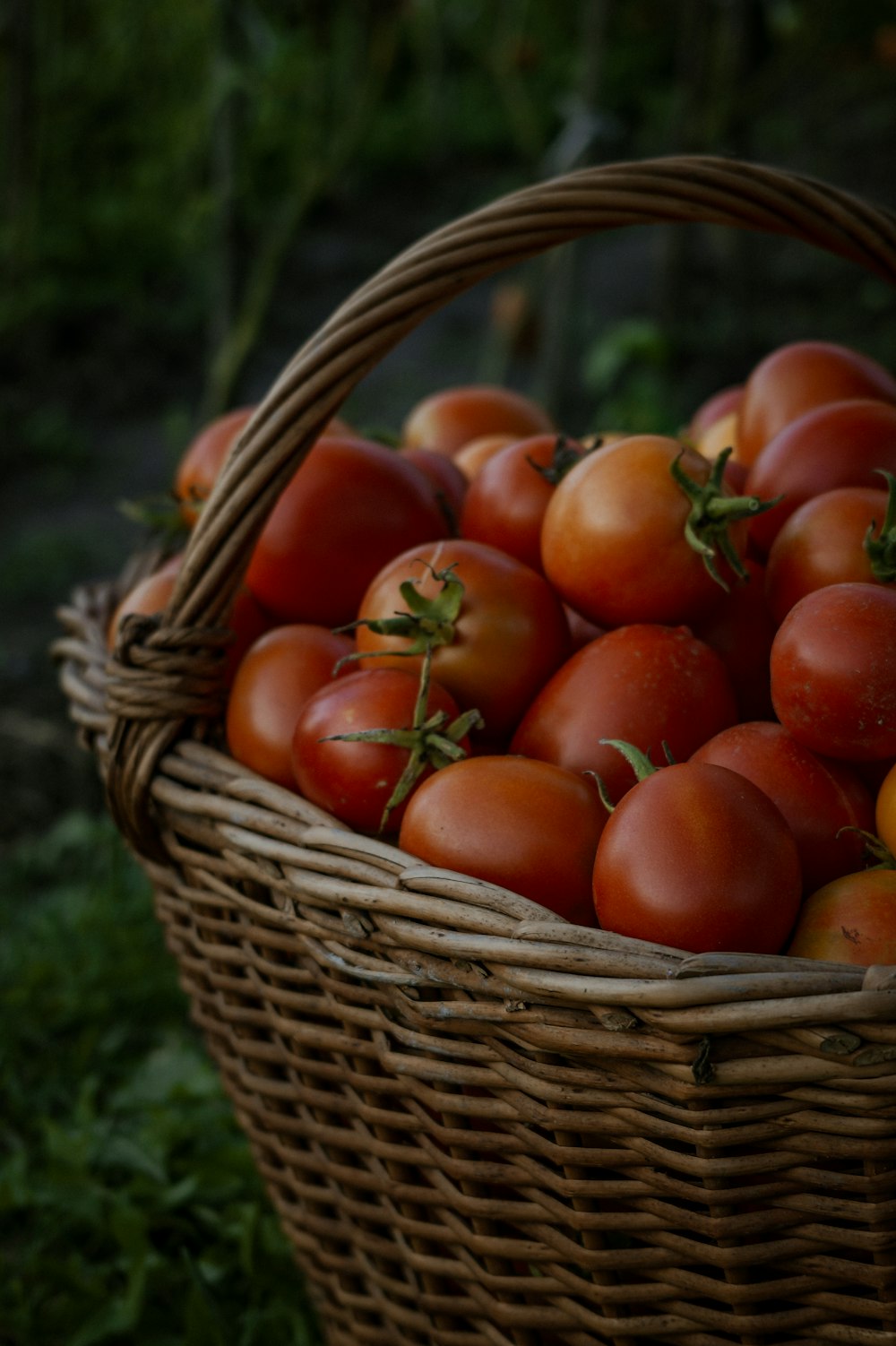 red tomatoes in brown woven basket
