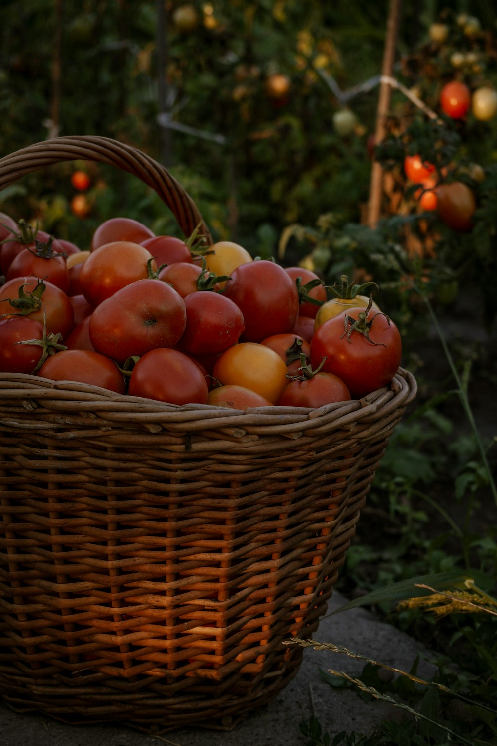 pommes rouges dans un panier tressé brun