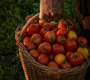 red apples in brown woven basket