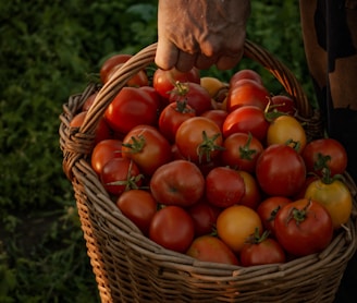 red apples in brown woven basket