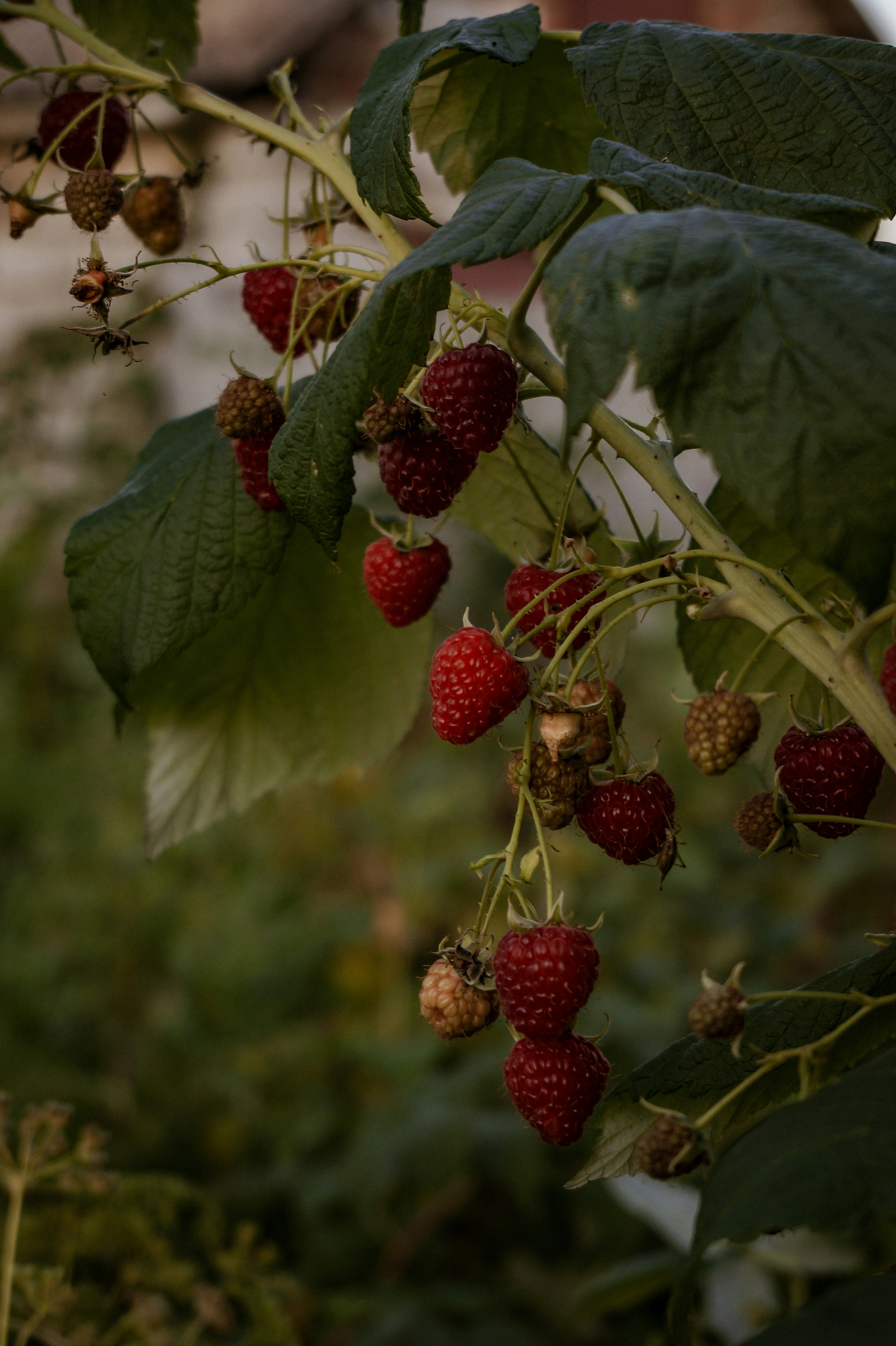 red raspberry fruit on green leaves