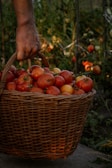 red and yellow tomatoes in brown woven basket