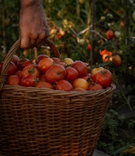 red and yellow tomatoes in brown woven basket