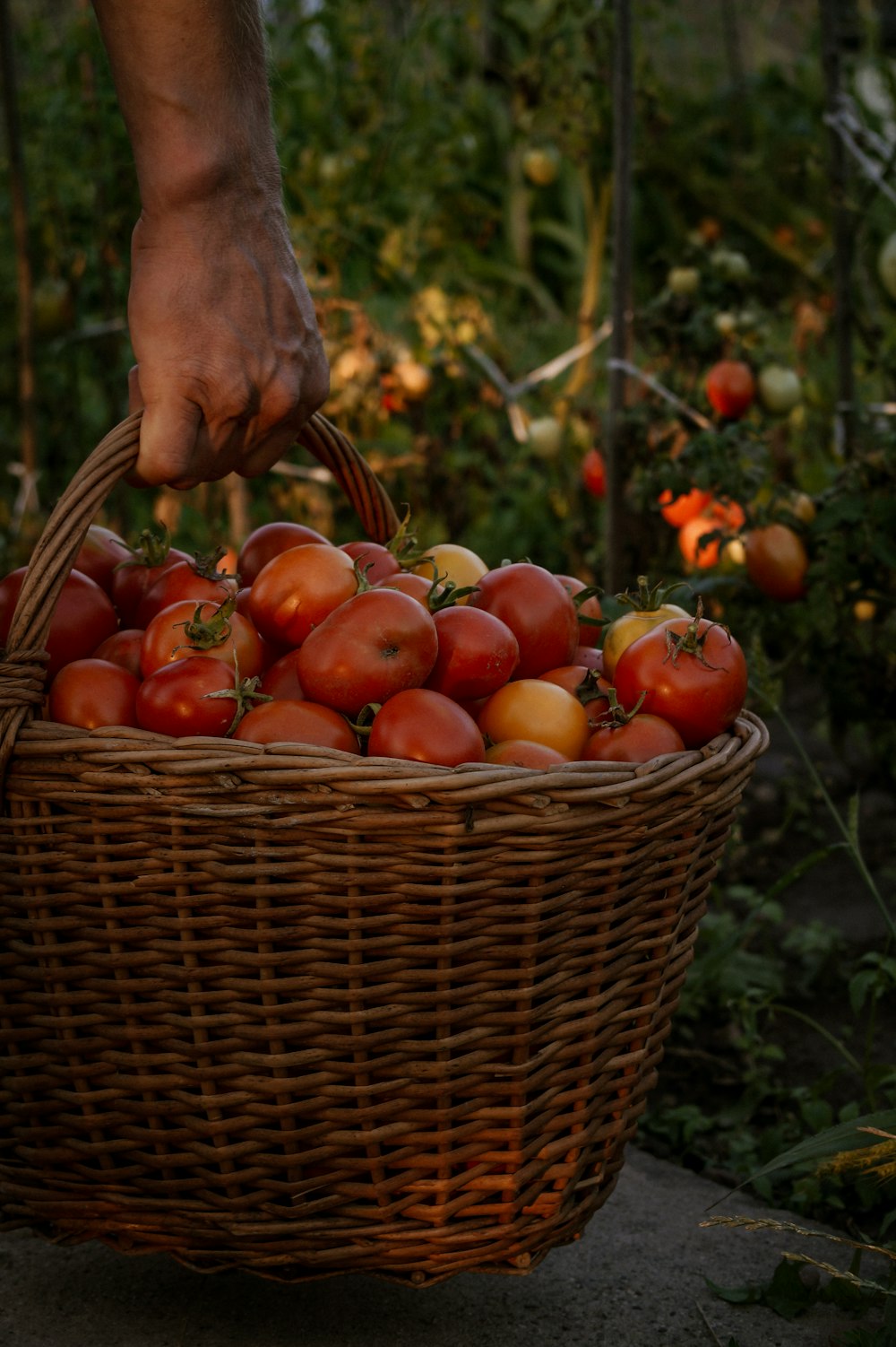 red and yellow tomatoes in brown woven basket