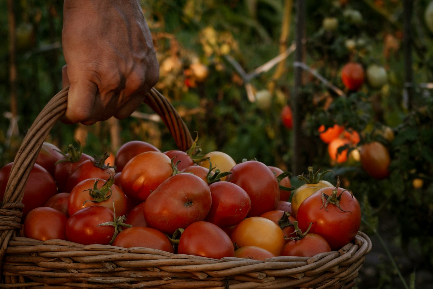 Basket of red and yellow tomatoes