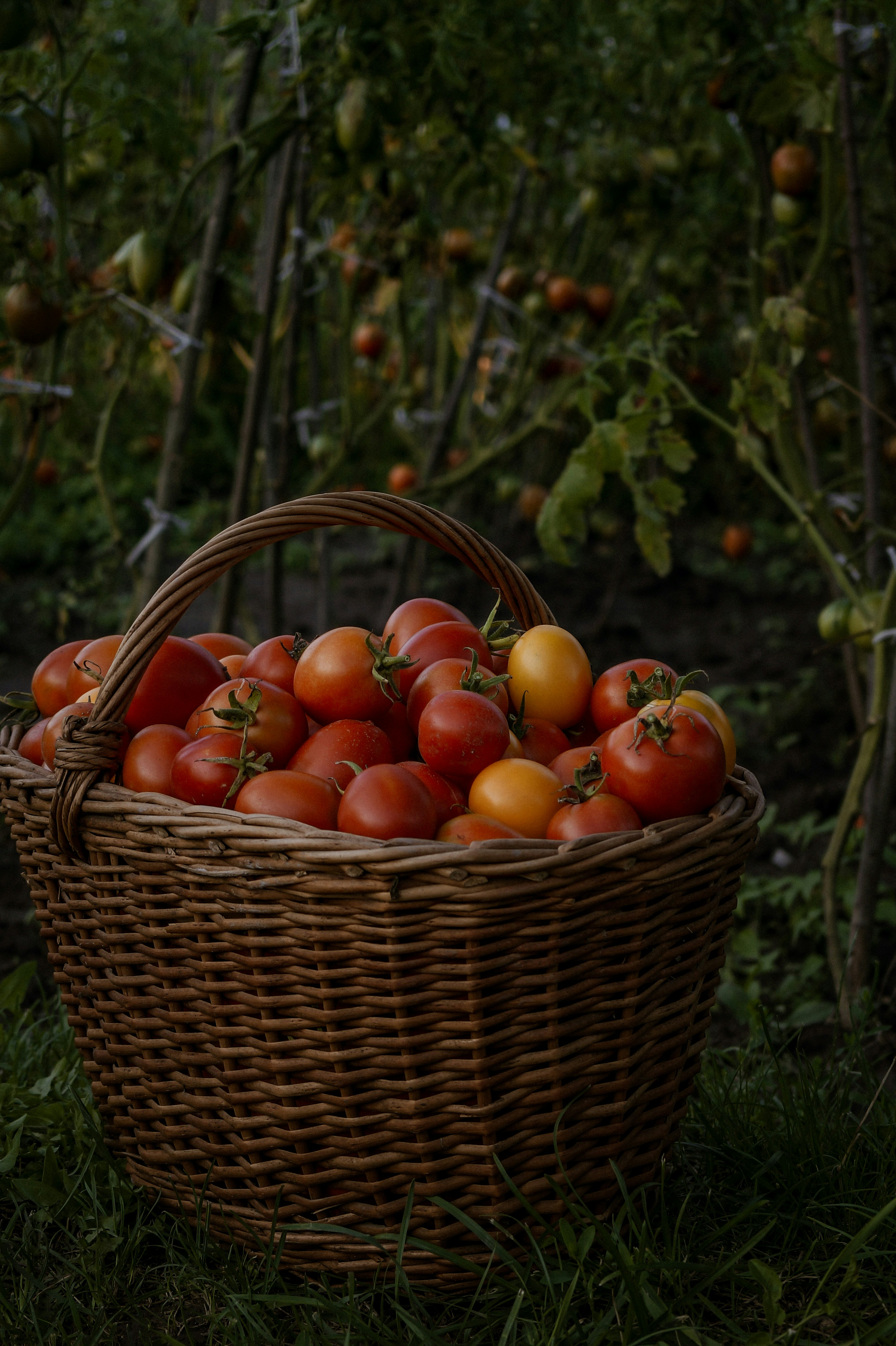 orange fruits in brown woven basket