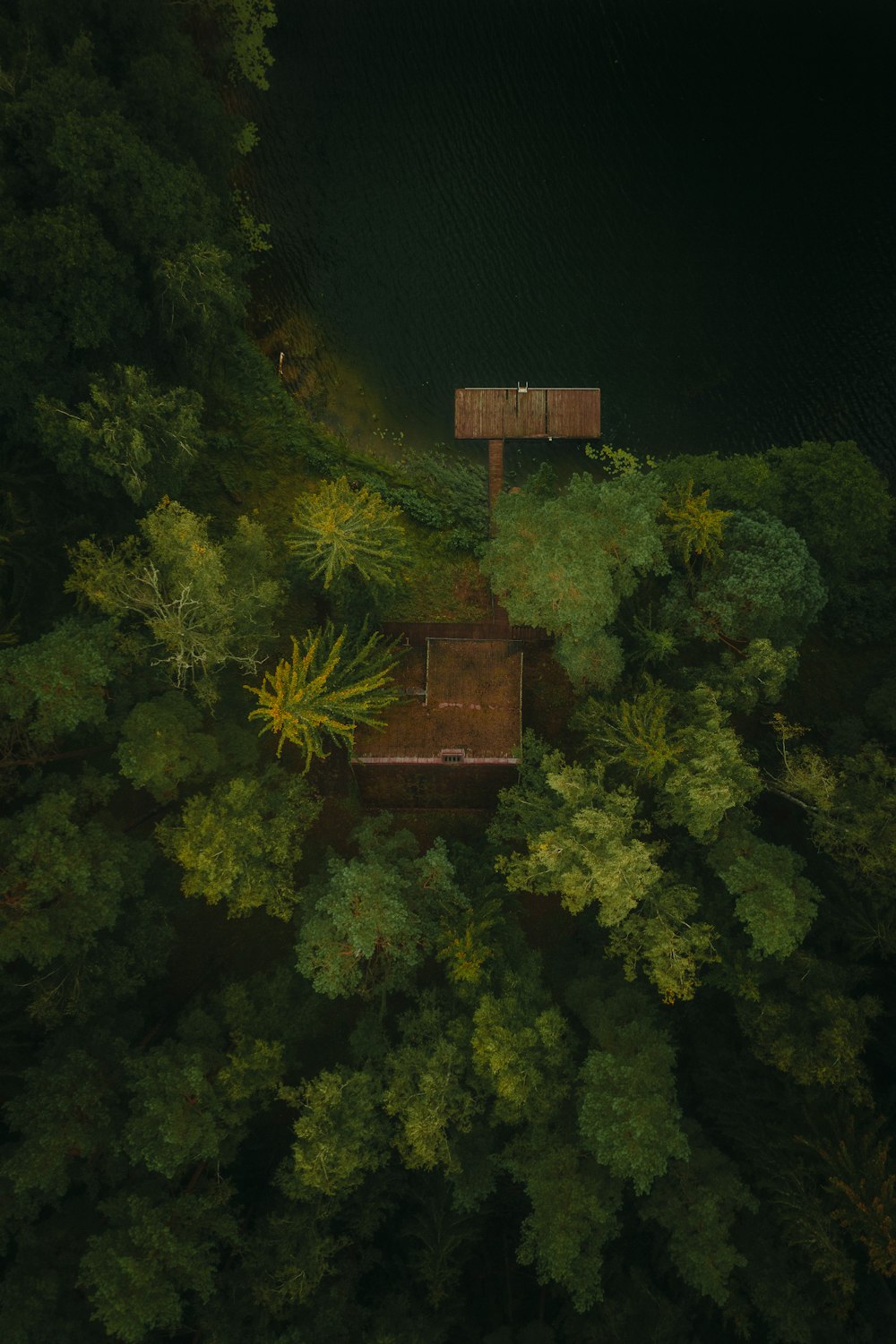 brown wooden house in the middle of forest