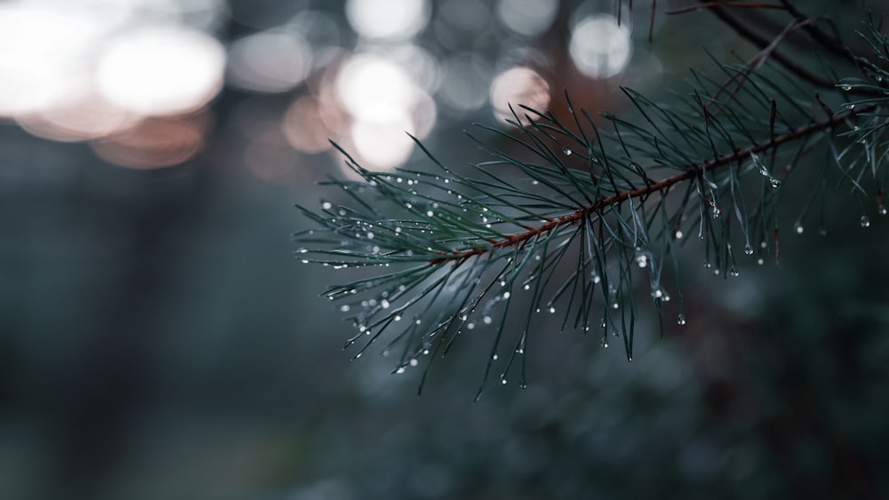 green pine tree with water droplets