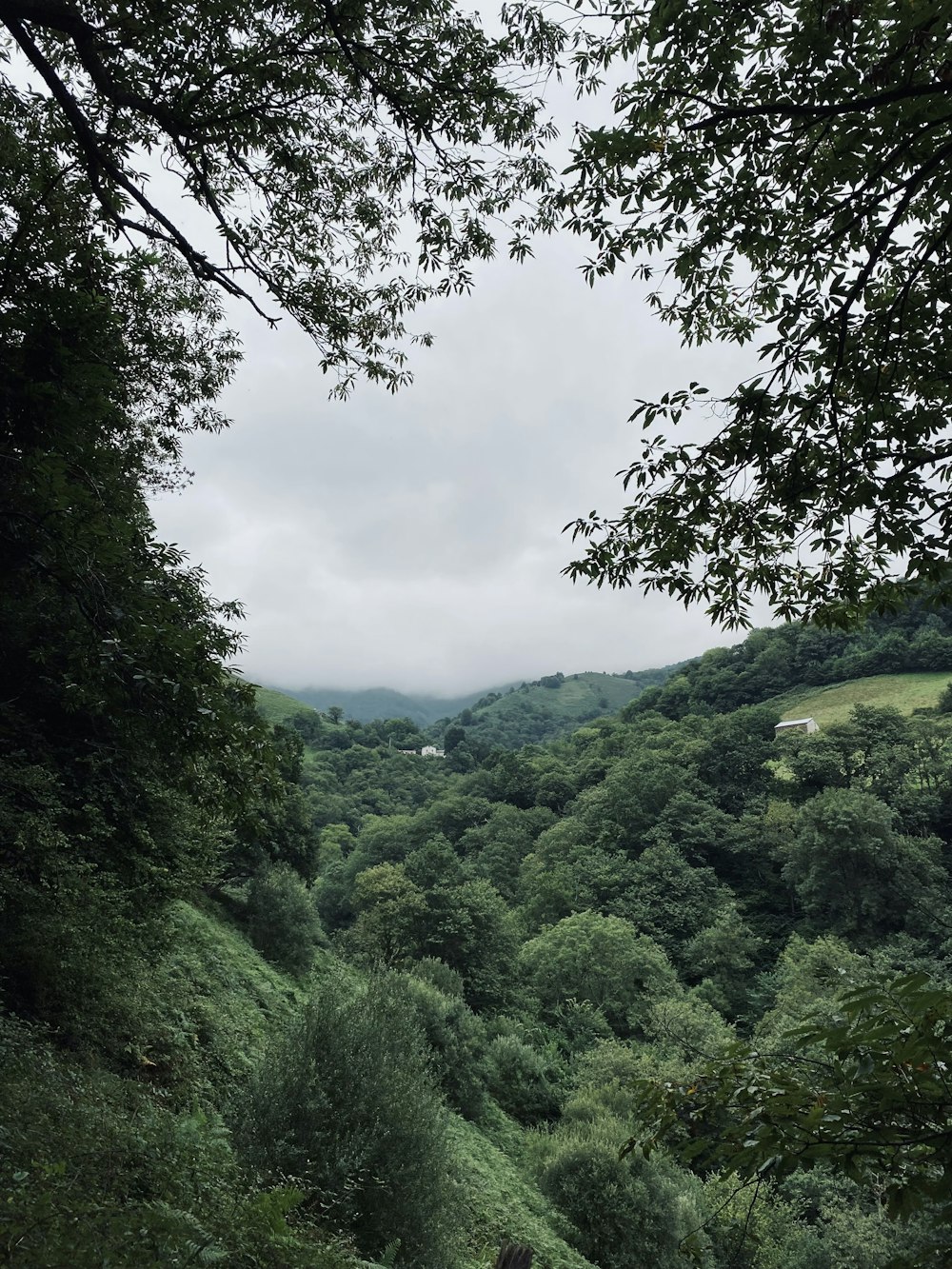 green trees on mountain under cloudy sky during daytime