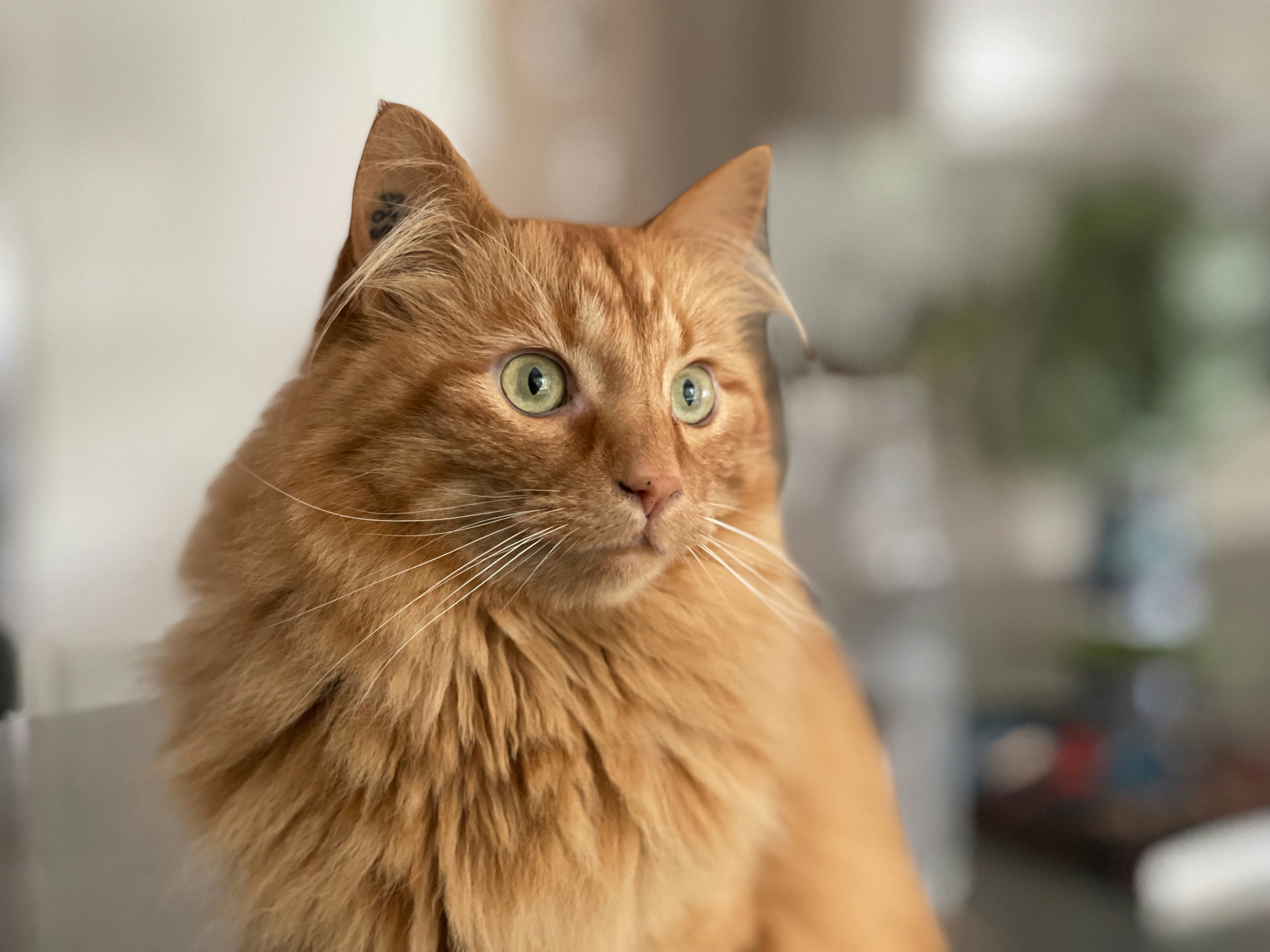 orangefarbenes Tabby Cat in Tilt Shift-Objektiv