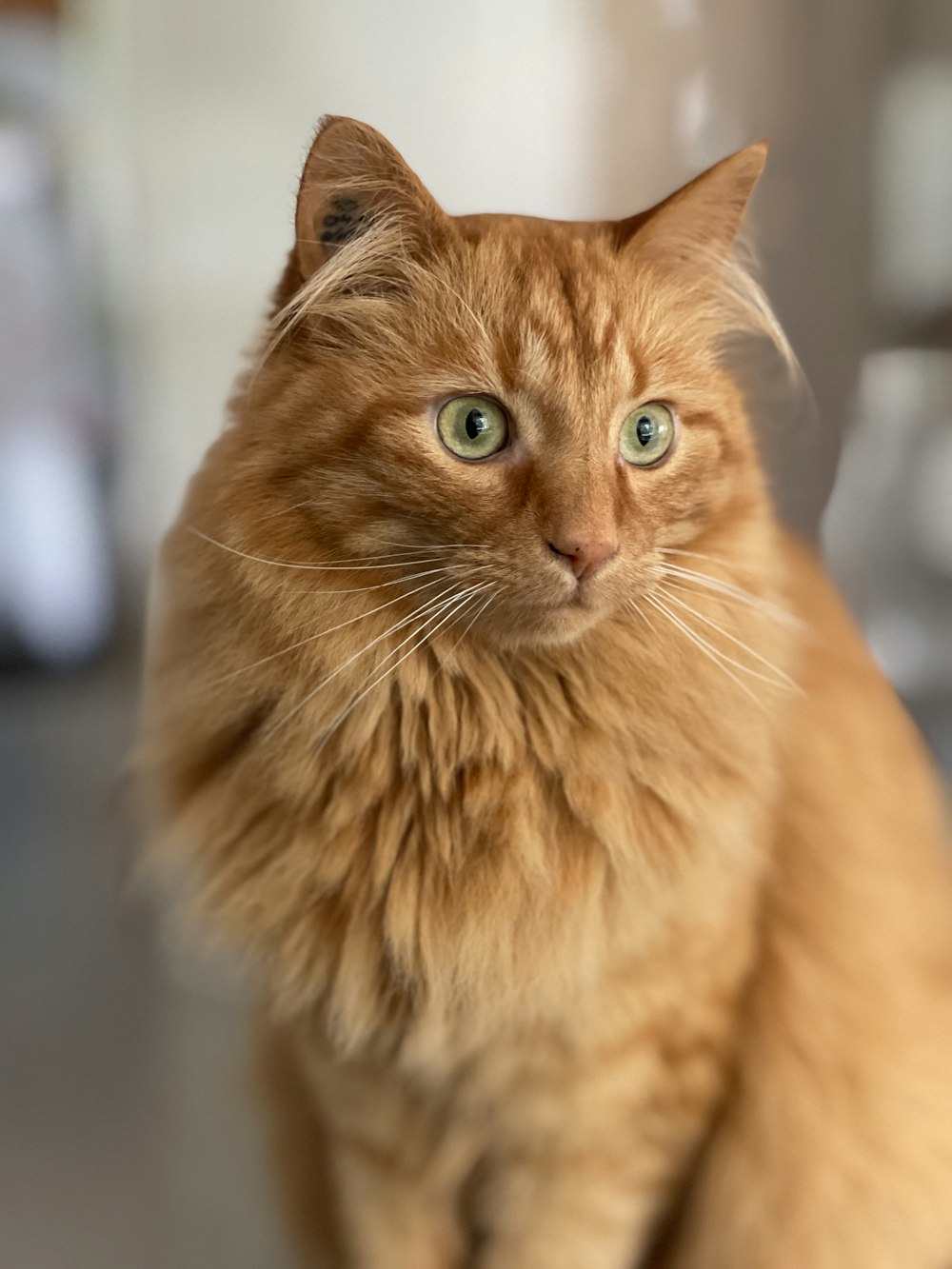 orange tabby cat in tilt shift lens