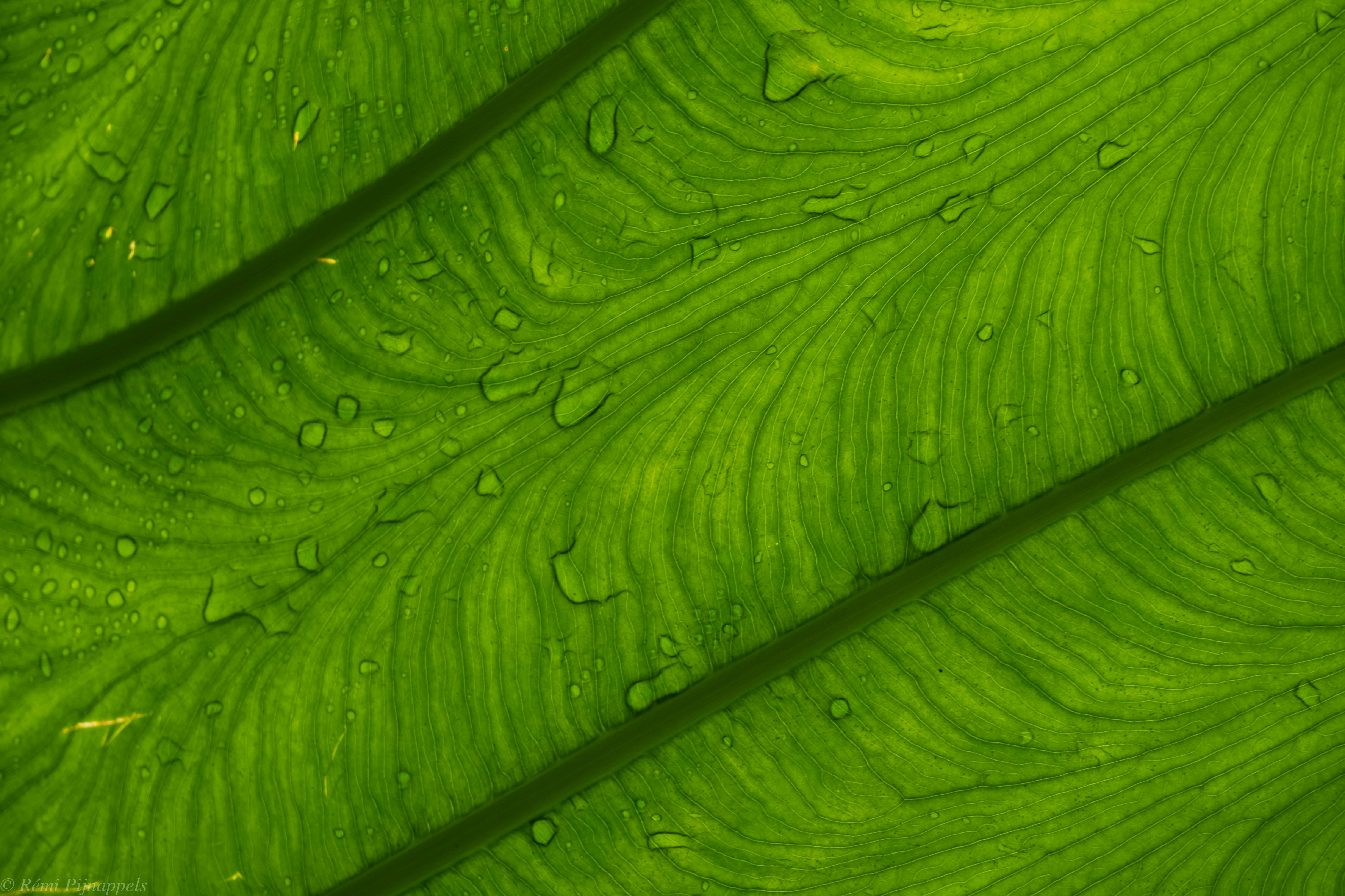 photo 1629400459737 3d7134b07eee?crop=entropy&cs=tinysrgb&fit=max&fm=jpg&ixid=M3w1MjQ0NjR8MHwxfHNlYXJjaHw3fHxQbGFudC1NaWNyb2JpYWwlMjBGdWVsJTIwQ2VsbHN8ZW58MHwwfHx8MTc2ODQyODYzOXww&ixlib=rb 4.1