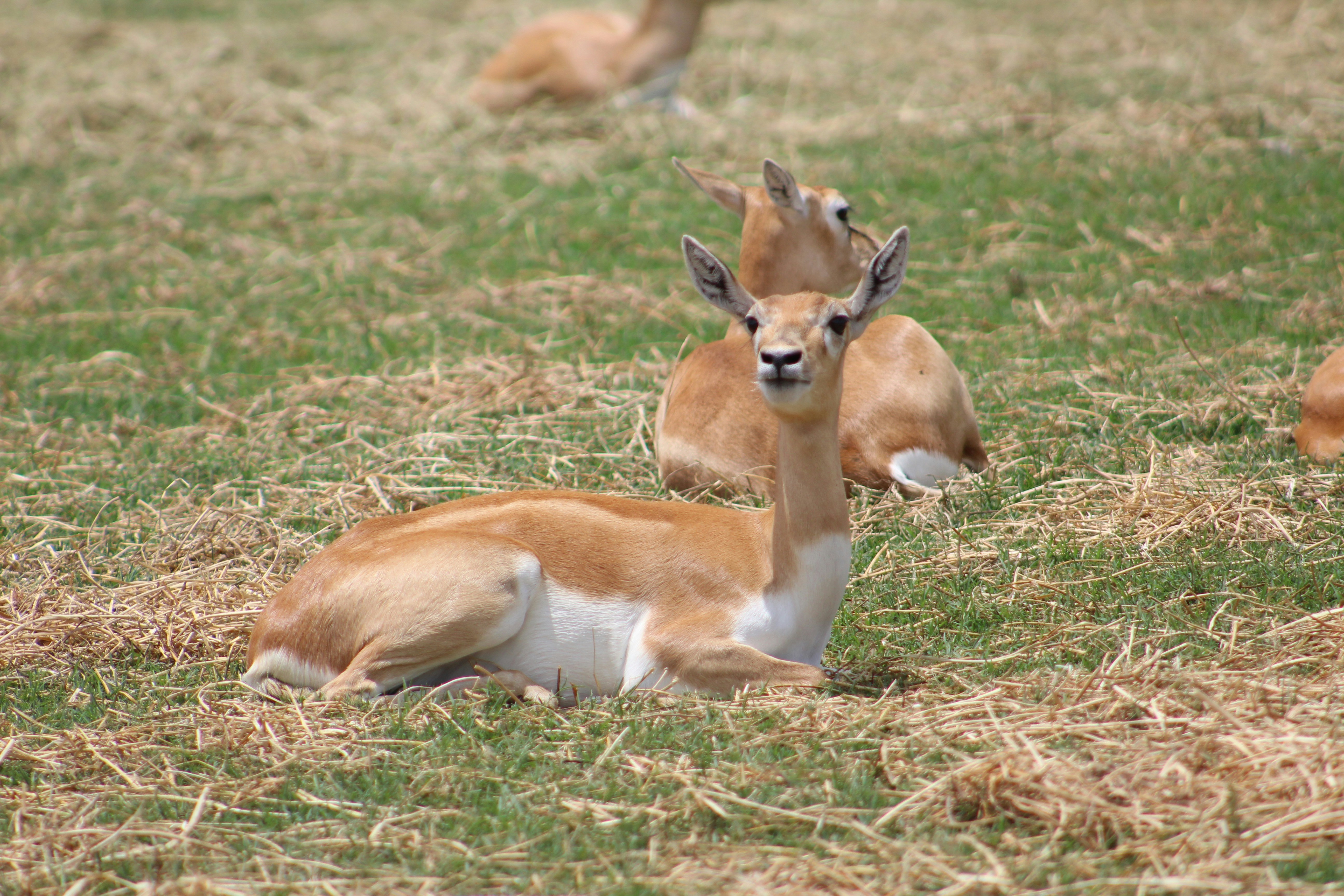 brown and white deer on brown grass field during daytime