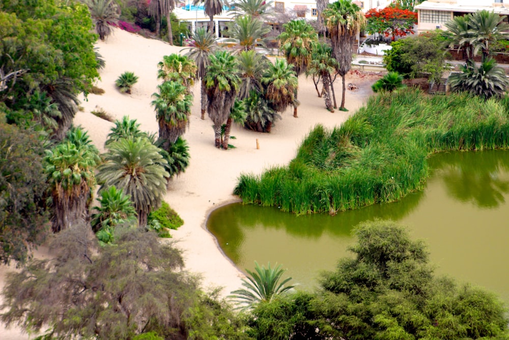 green palm trees near body of water during daytime
