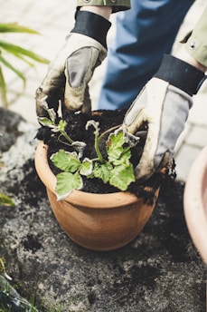 A person wearing gardening gloves is planting a small green plant in a terracotta pot. The pot is on a rough stone surface, and there is soil scattered around.