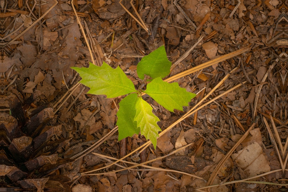 green maple leaf on brown dried leaves