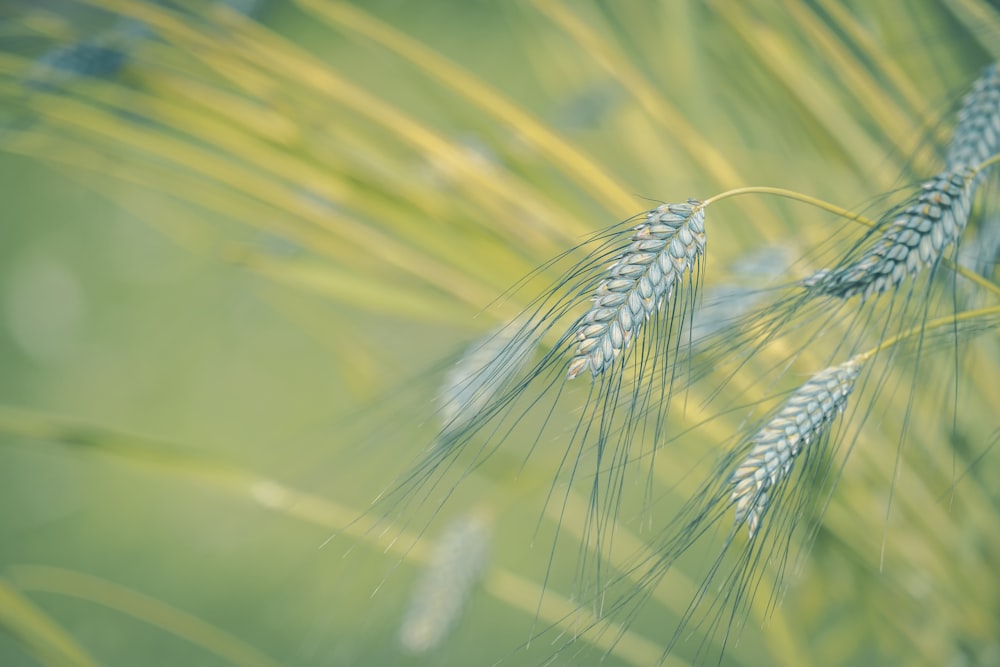 green wheat in close up photography