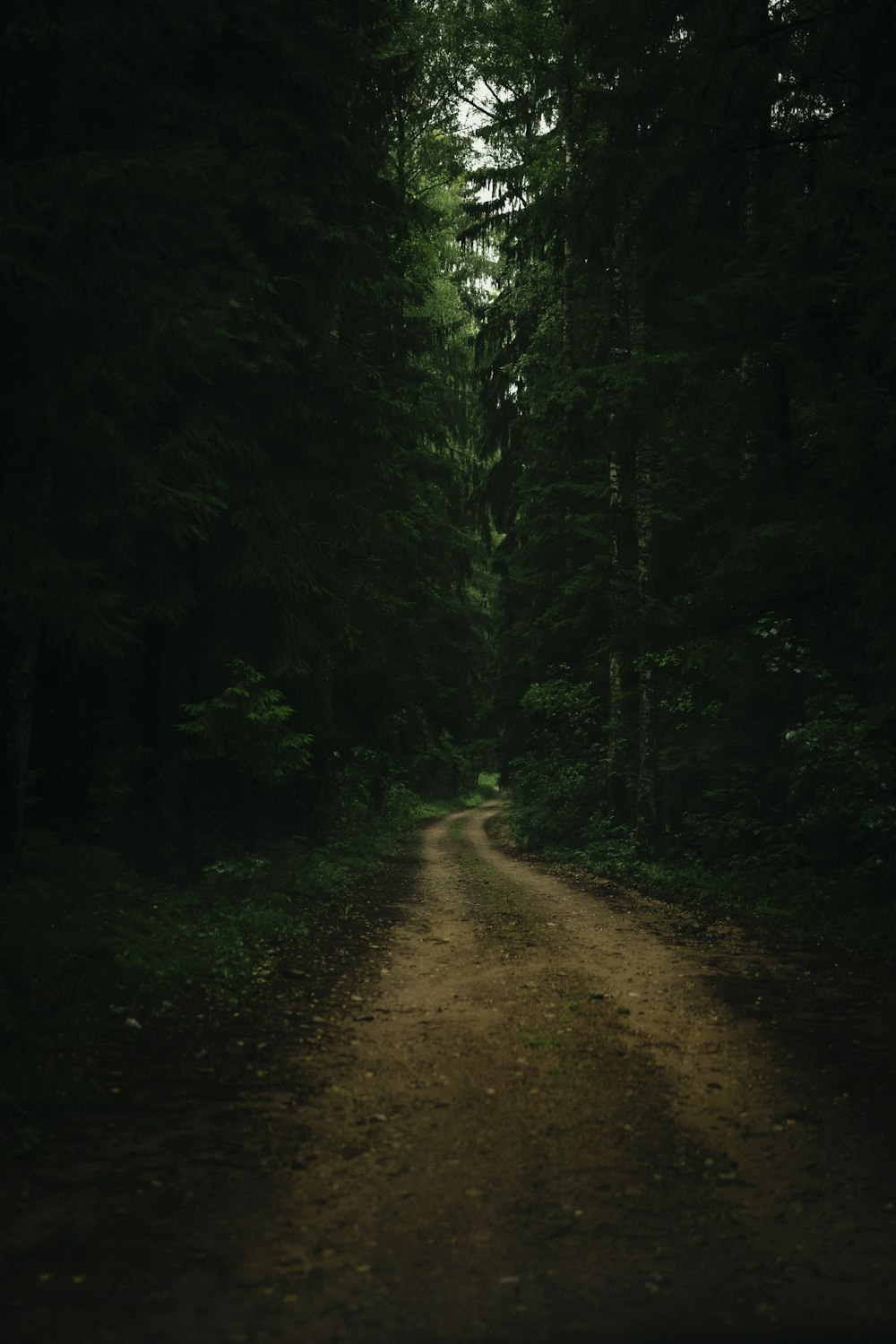 brown dirt road between green trees during daytime