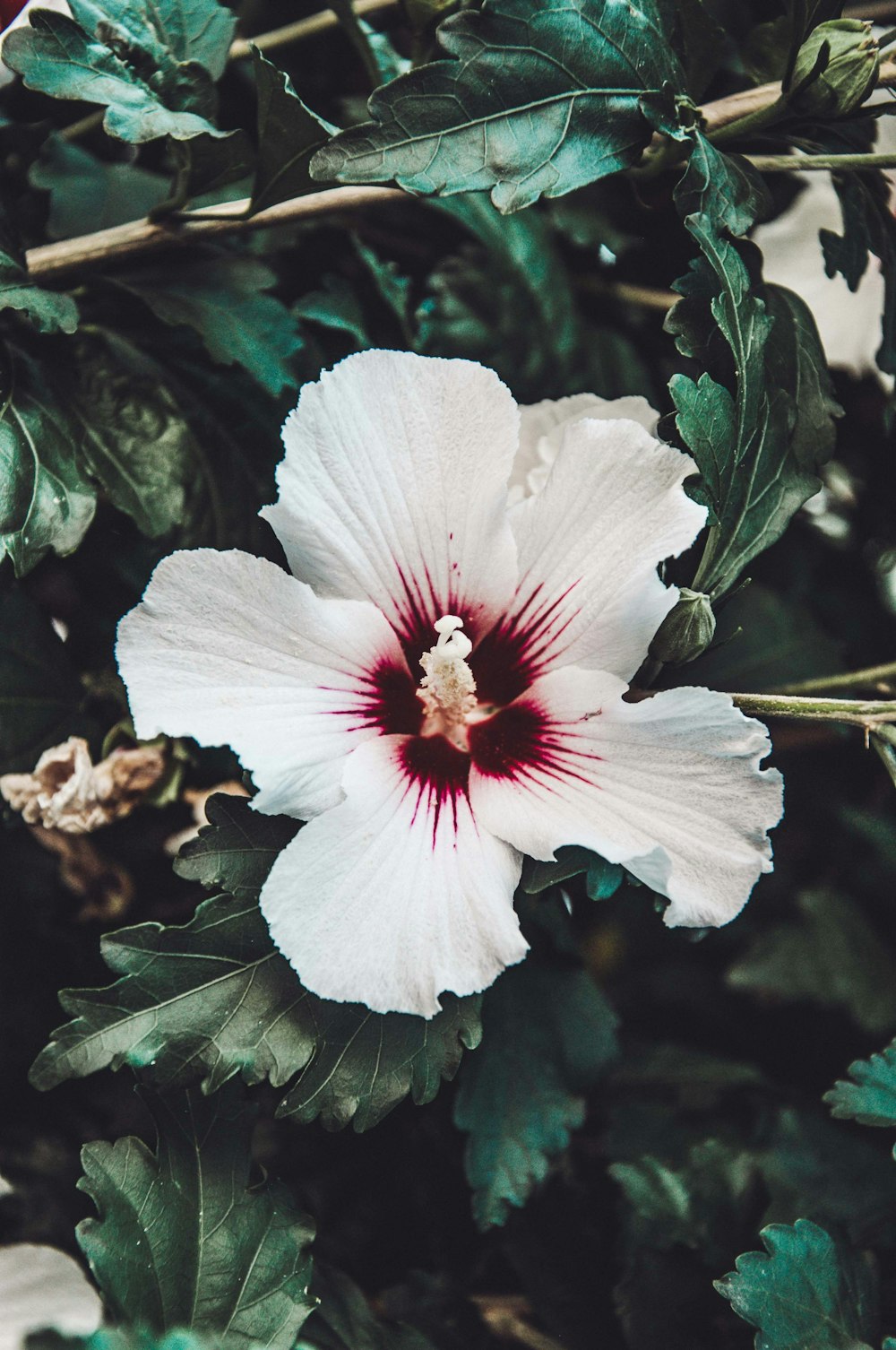 white and pink flower in close up photography