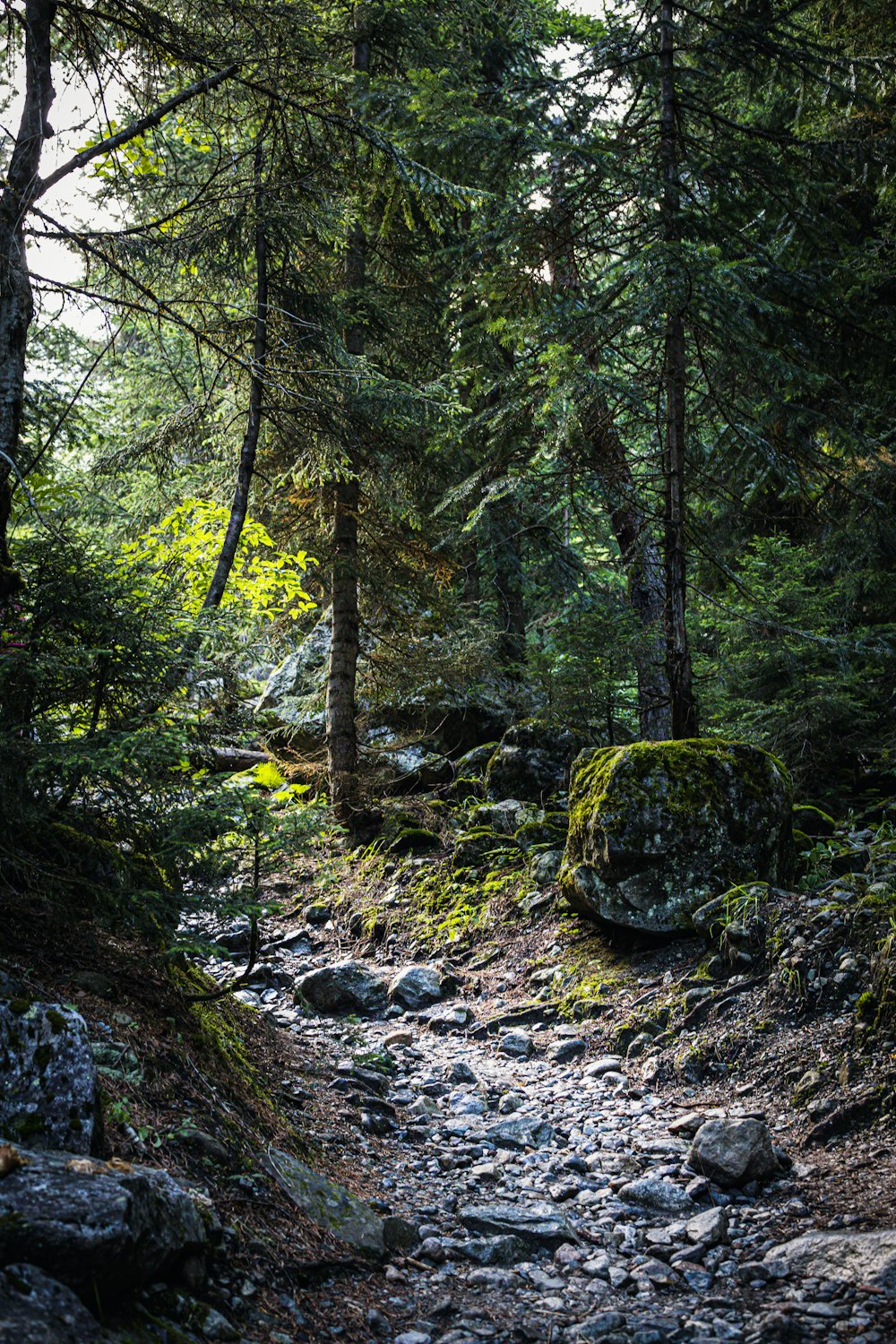 green trees and rocks in forest during daytime