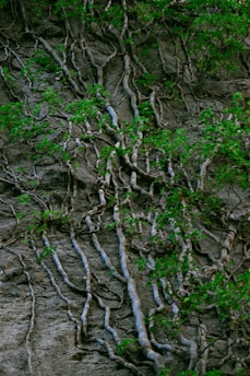 Ethereal image of intertwined roots and hearts symbolizing inner growth and connection.