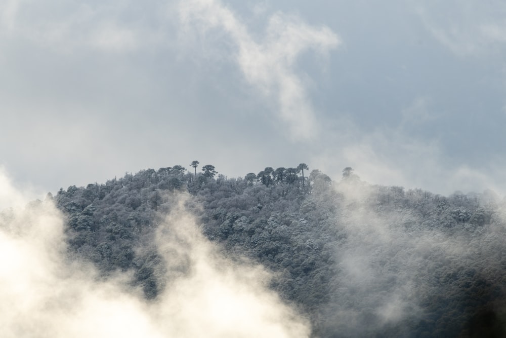 white clouds over green trees