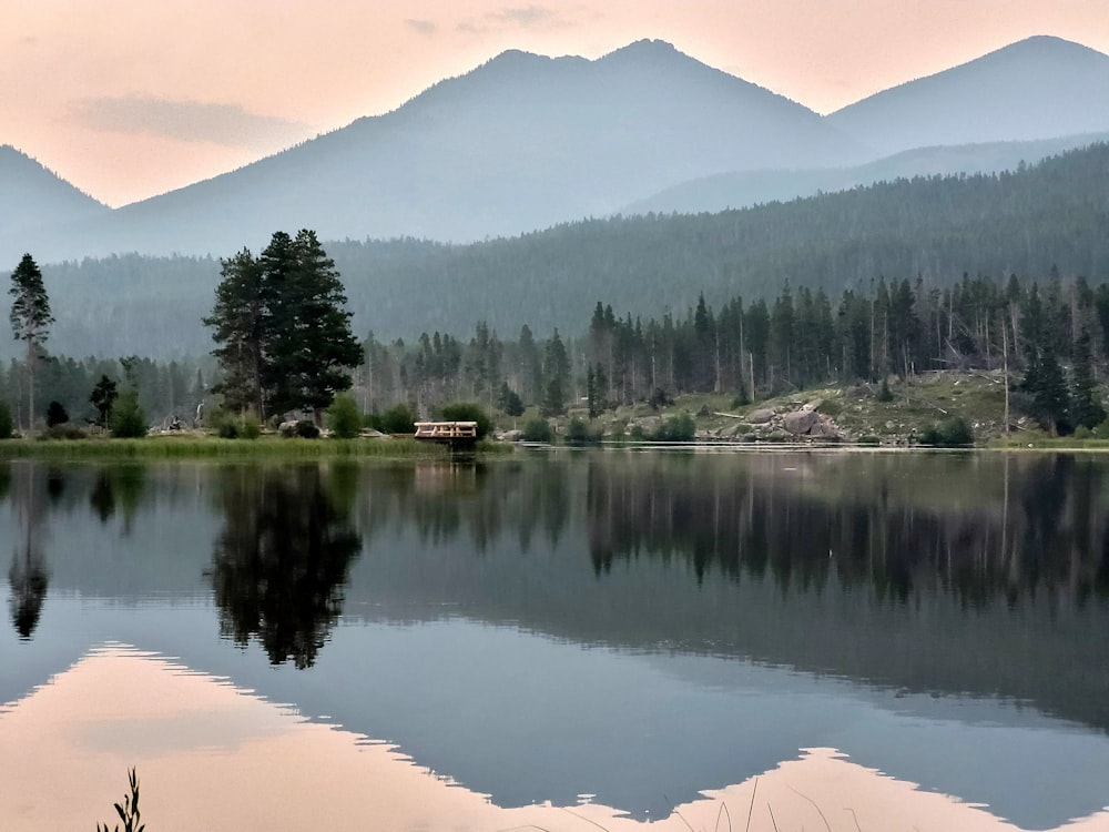 green trees near lake during daytime