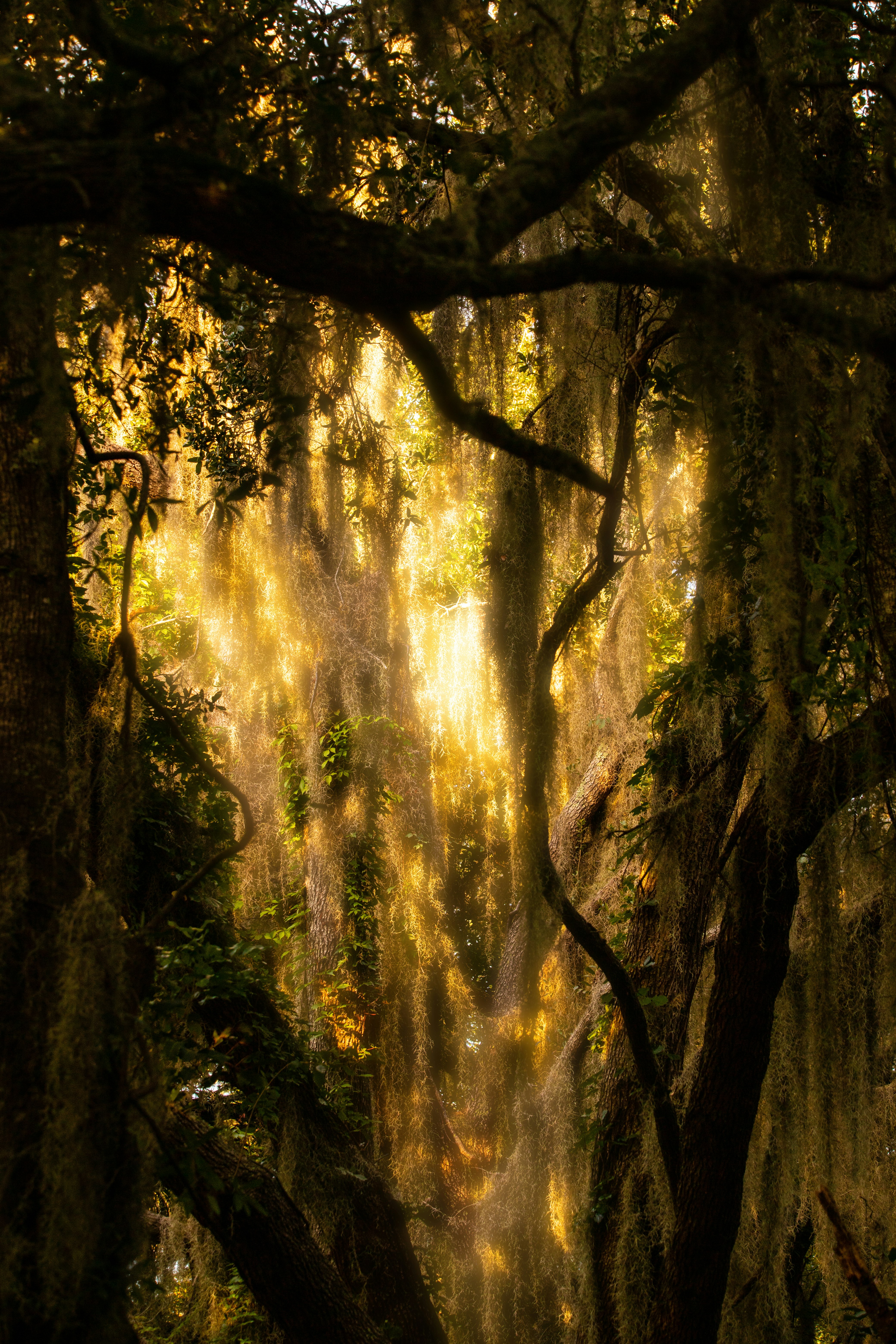 sun rays coming through trees