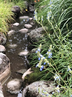 A gentle stream flowing beside a bed of wildflowers, symbolizing life and peace.