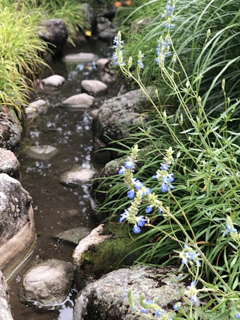 A small, serene stream flows gently among round, smooth stones surrounded by lush green grass and delicate blue flowers. The setting feels calm and natural, with vibrant plant life lining the water's edge.