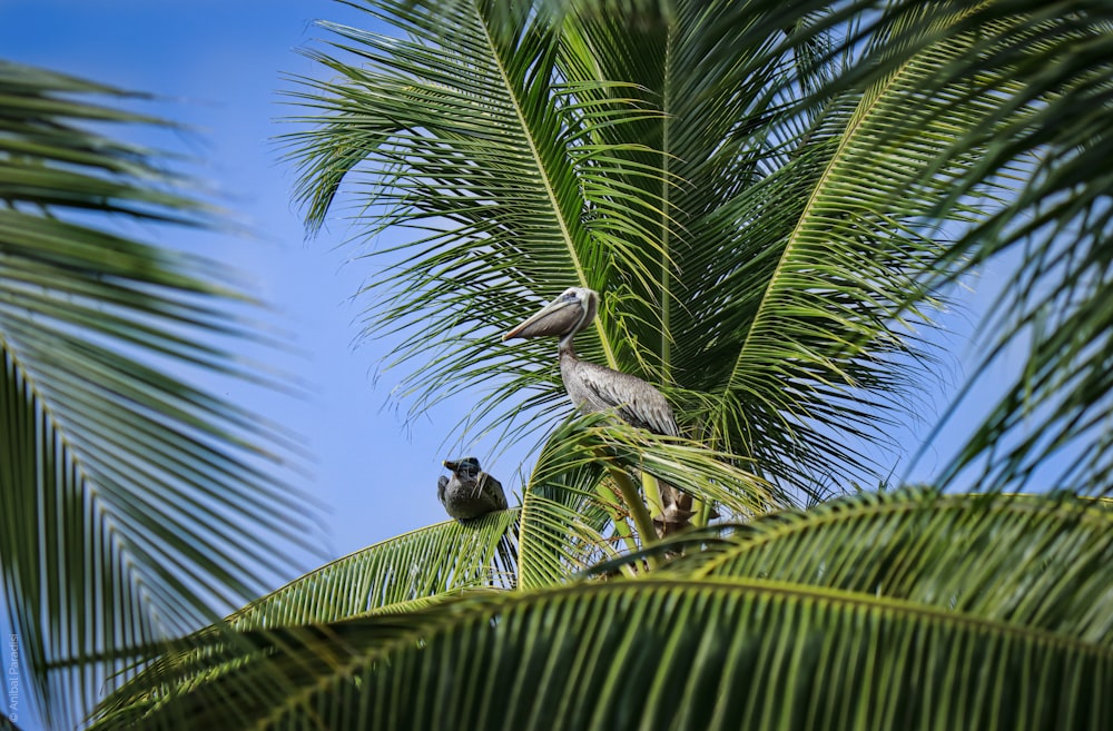 green coconut tree under blue sky during daytime