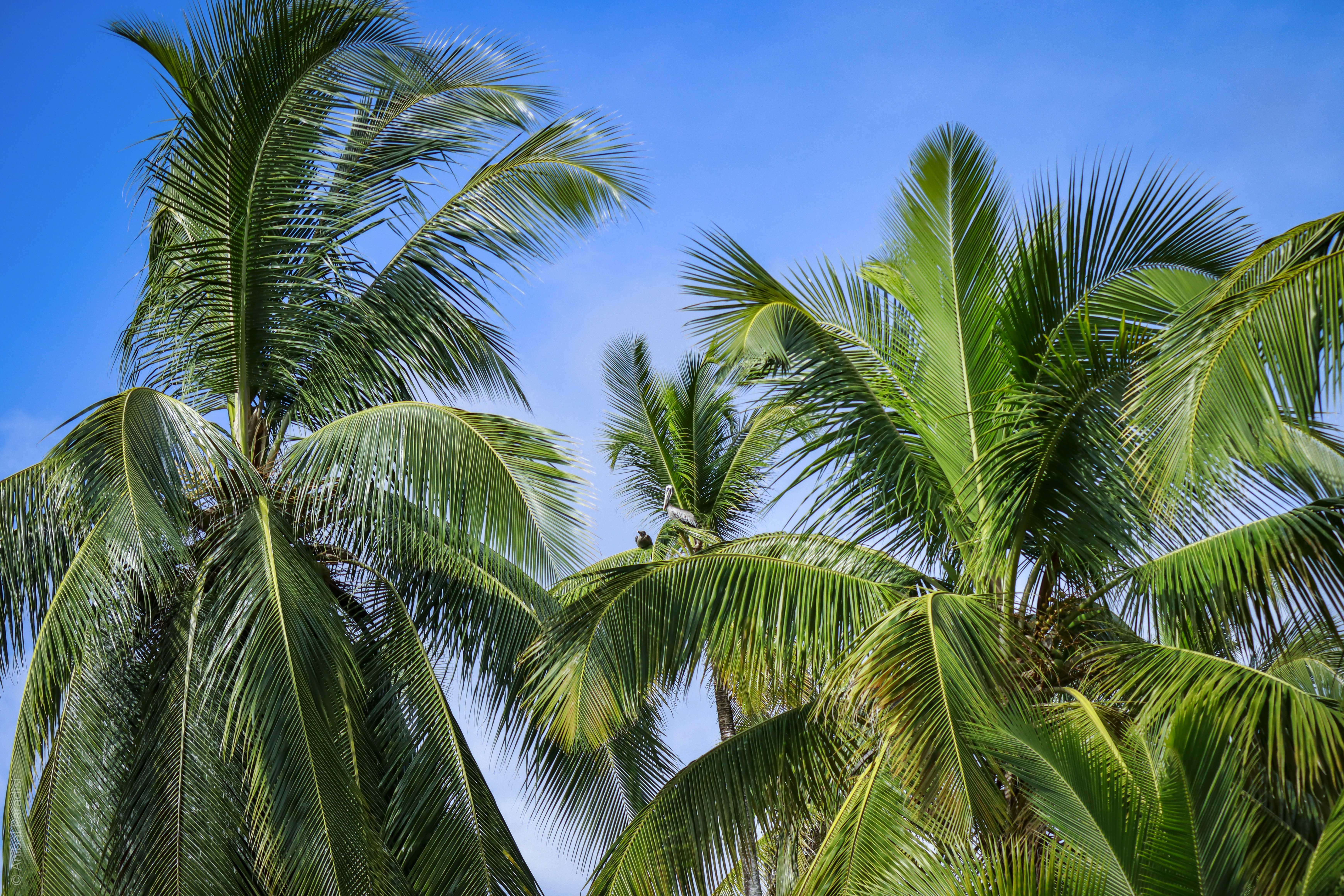 green palm tree under blue sky during daytime