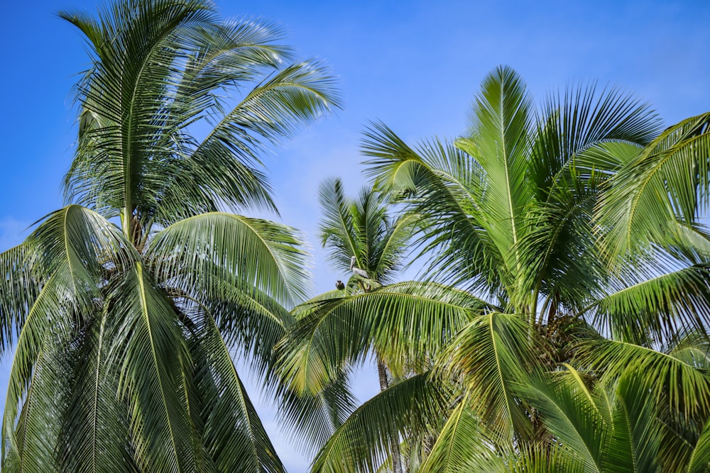 green palm tree under blue sky during daytime