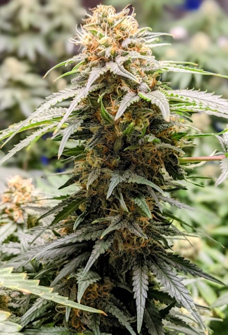 green pine tree with white flowers