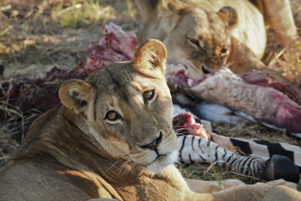 brown lioness lying on ground during daytime