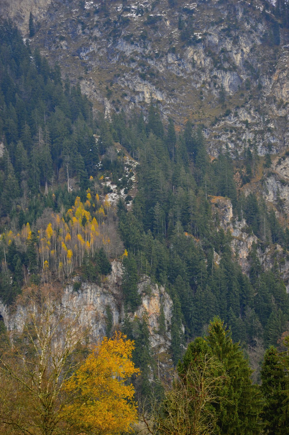 yellow and green trees near mountain during daytime