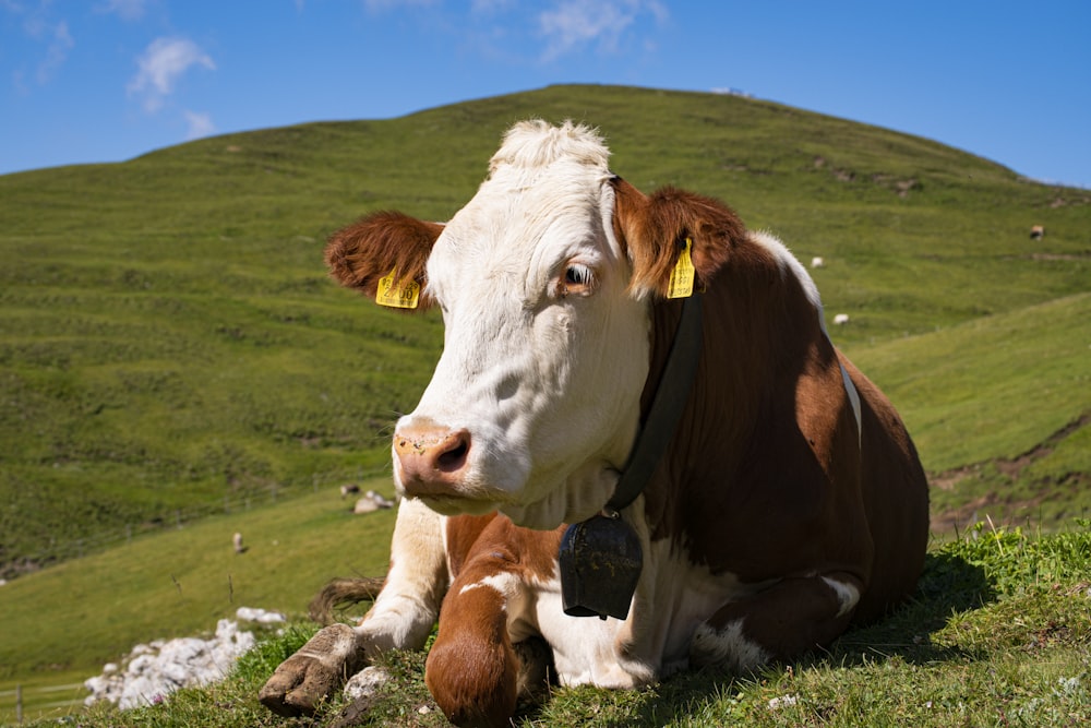 white and brown cow on green grass field during daytime