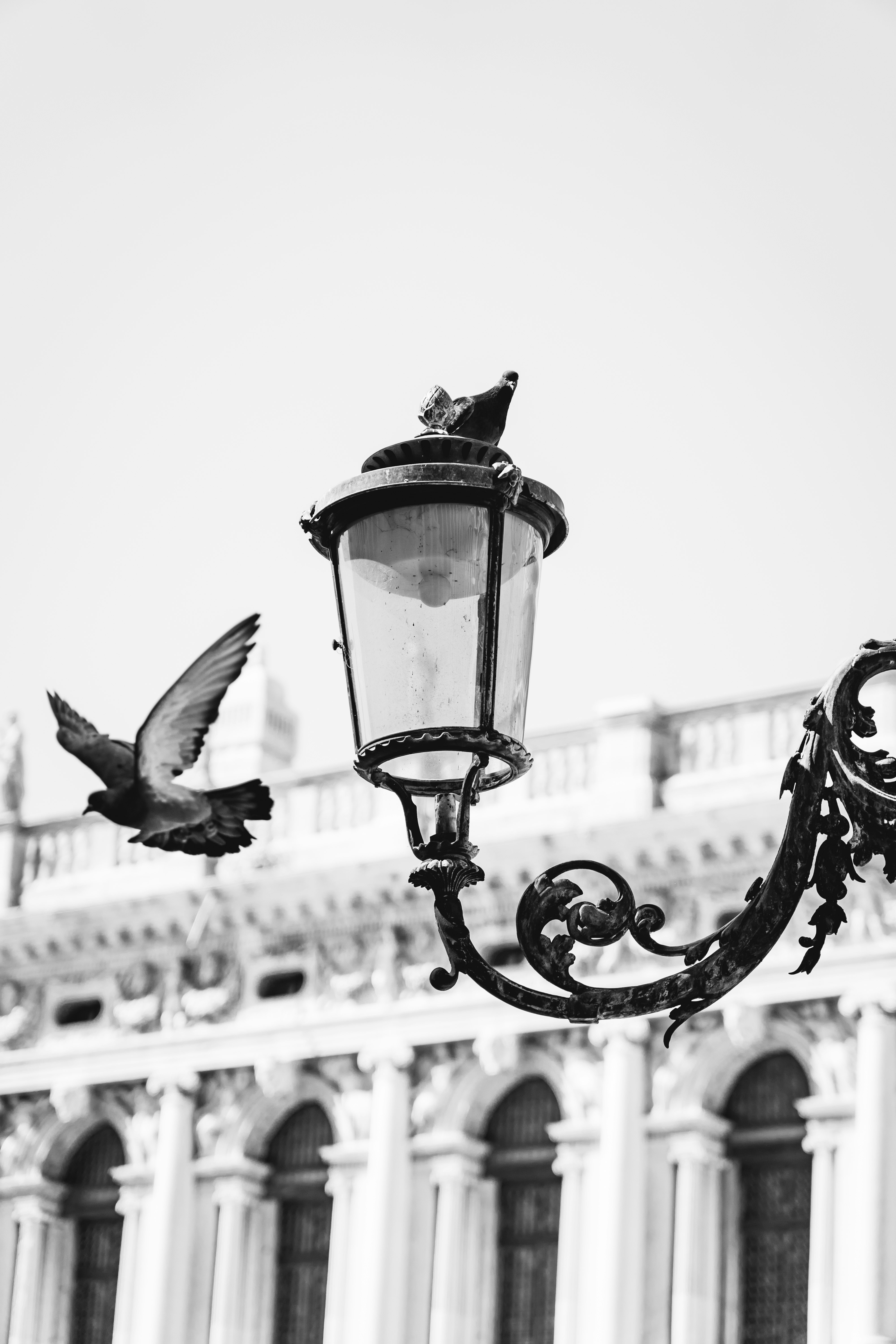 grayscale photo of bird on black metal lamp post