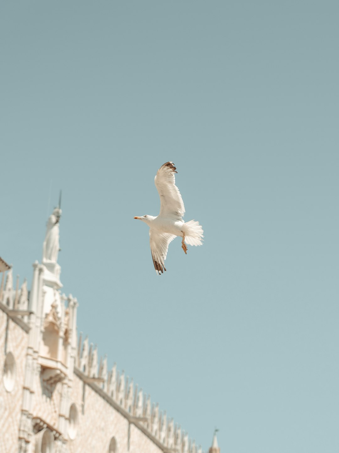 white bird flying over white building during daytime
