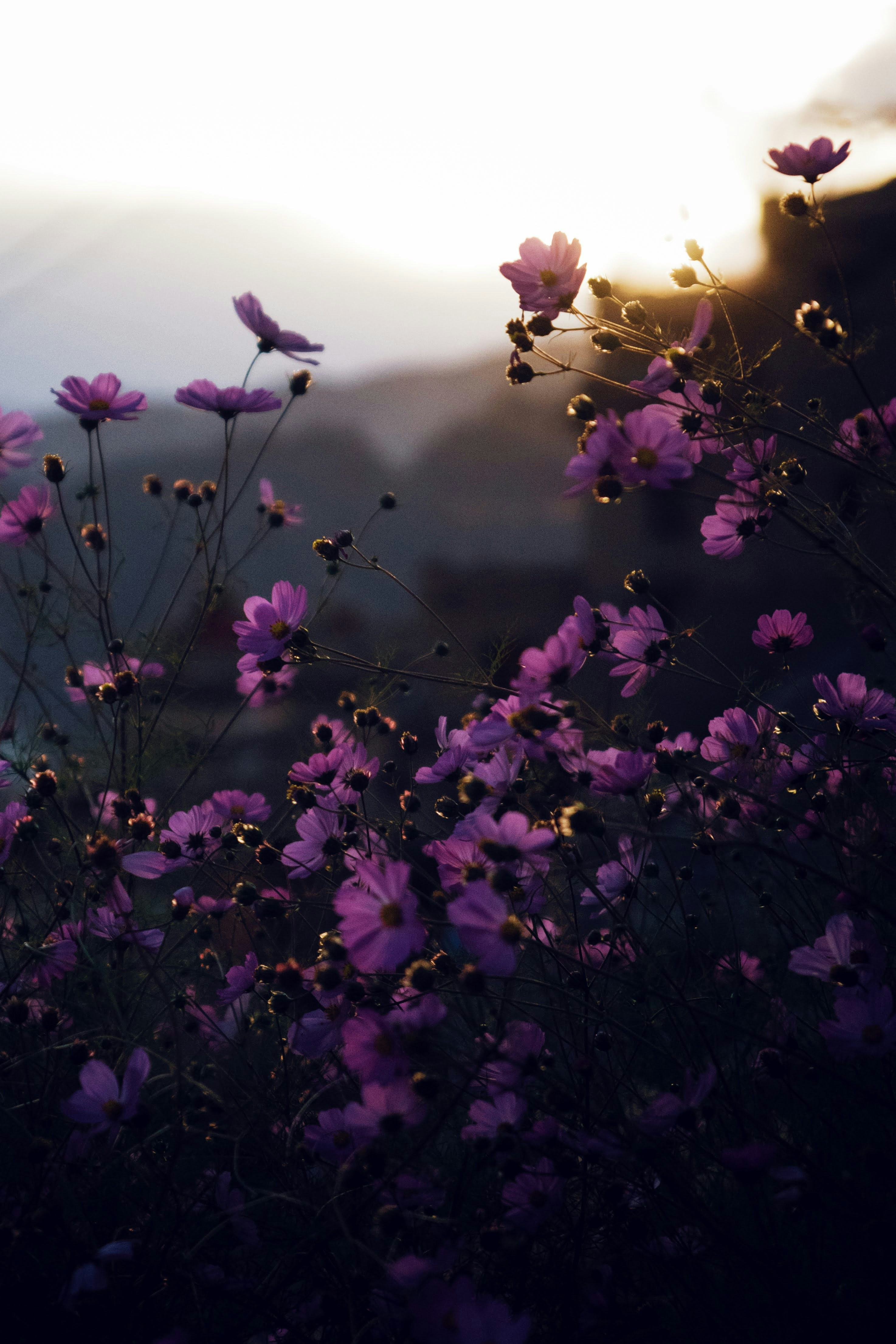 Purple flowers with yellow and white sun light photo – Free Wallpaper Image  on Unsplash, image size:3000x4499