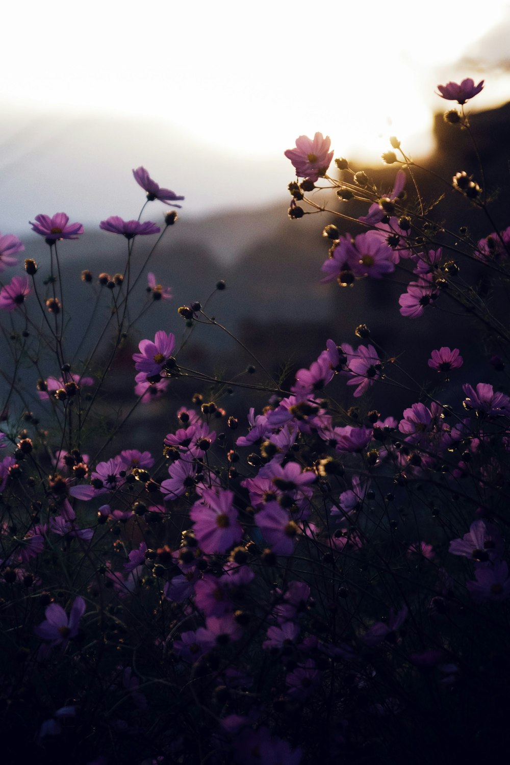 purple flowers with yellow and white sun light